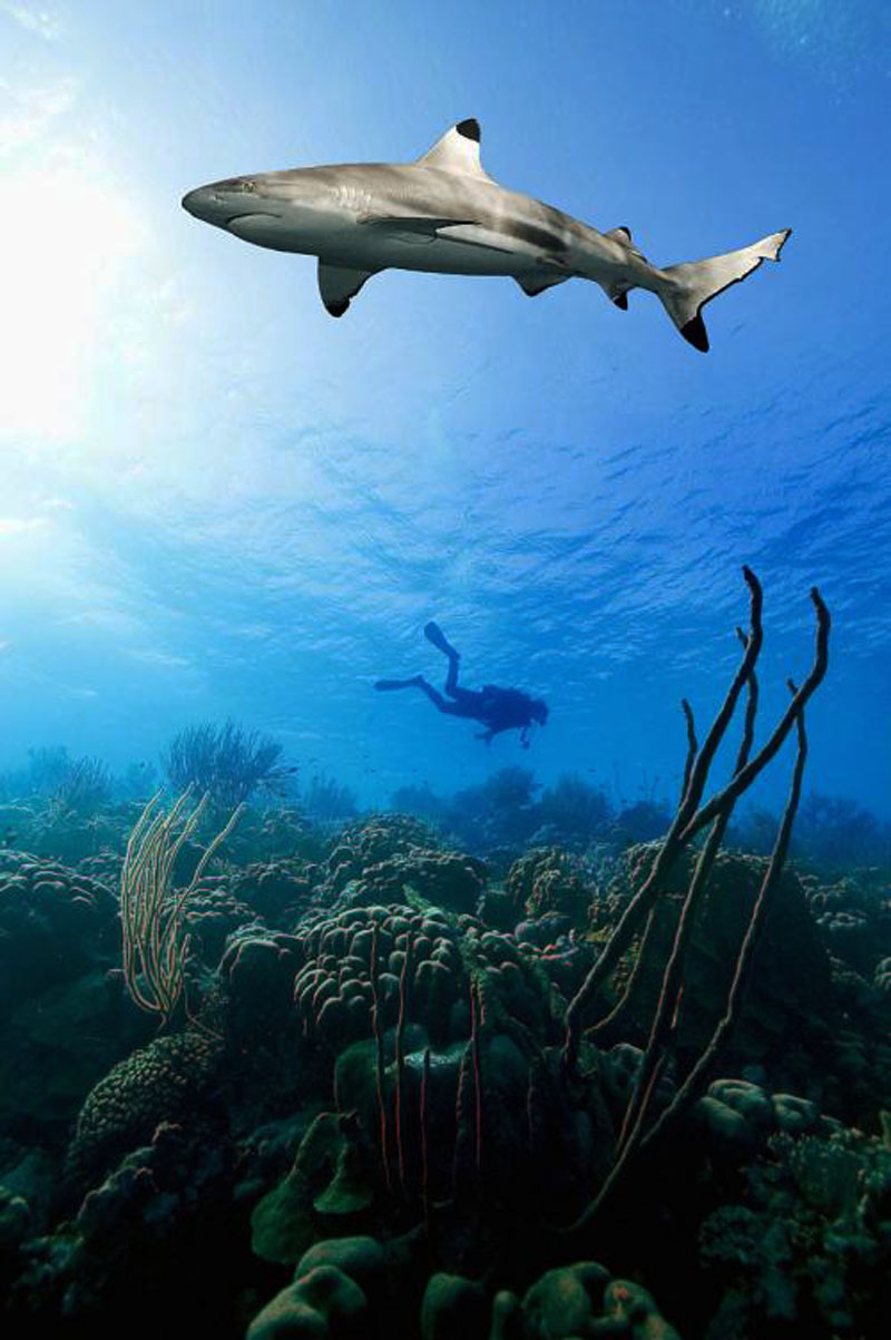 鯊魚(yú)為什么不吃潛水員？