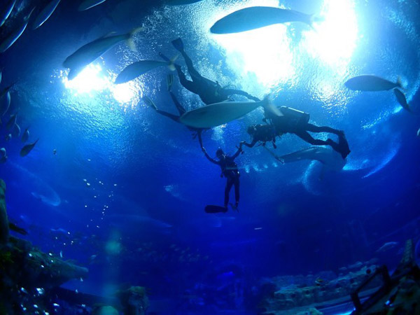 潛在水里，學(xué)做一條靜靜的魚(yú)