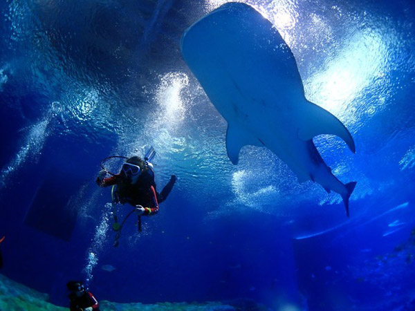 潛在水里，學(xué)做一條靜靜的魚(yú)