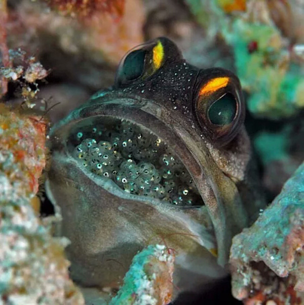 【潛水這艘賊船，這次開往上帝的花園】文章轉(zhuǎn)自/三聯(lián)生活周刊