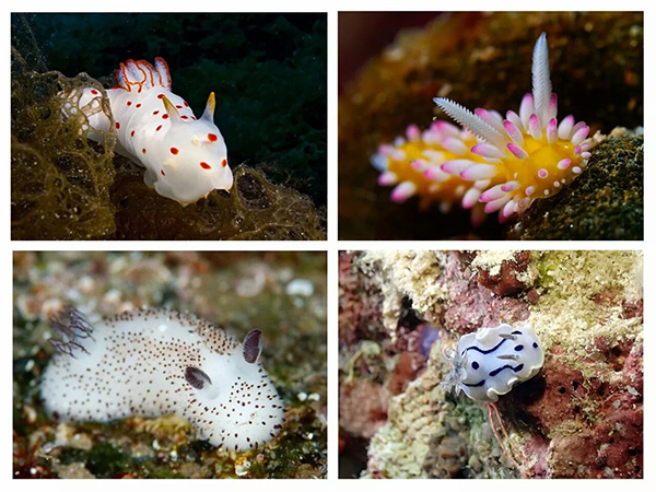 【潛水這艘賊船，這次開往上帝的花園】文章轉(zhuǎn)自/三聯(lián)生活周刊