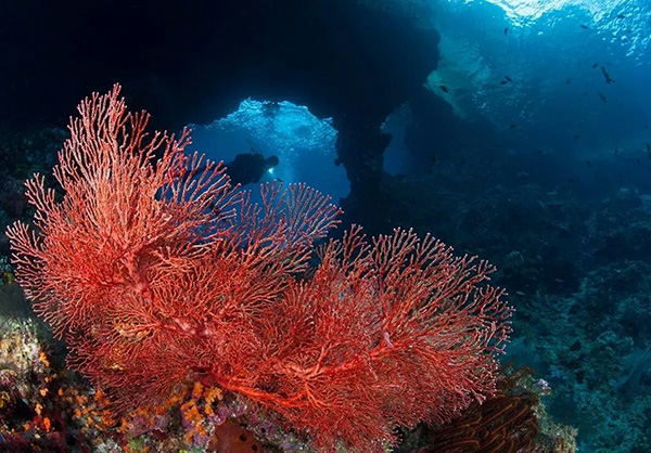 【潛水這艘賊船，這次開往上帝的花園】文章轉(zhuǎn)自/三聯(lián)生活周刊