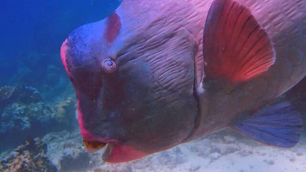 潛水拍照新姿勢(shì)，放下你的剪刀手，我們來(lái)這樣拍