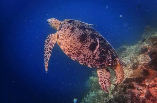 潛水拍照新姿勢(shì)，放下你的剪刀手，我們來(lái)這樣拍