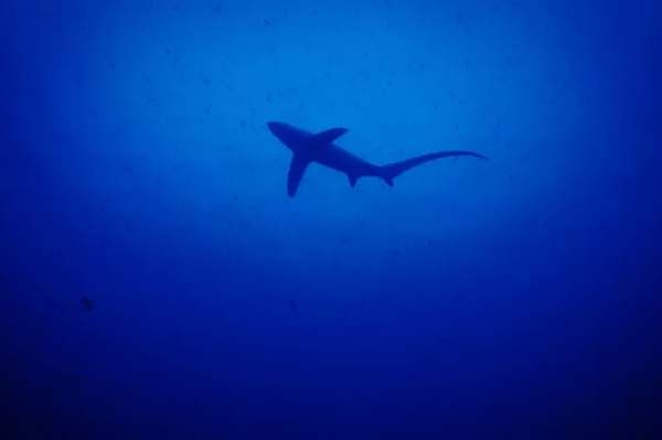 潛水拍照新姿勢(shì)，放下你的剪刀手，我們來(lái)這樣拍