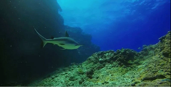 毛里求斯，不要太美