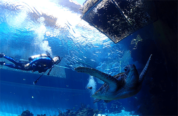 潛水常見問題，原來潛水沒你想的那么難