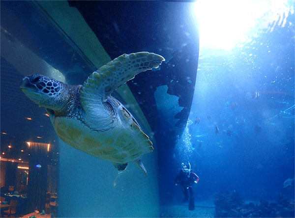 潛水常見問題，原來潛水沒你想的那么難