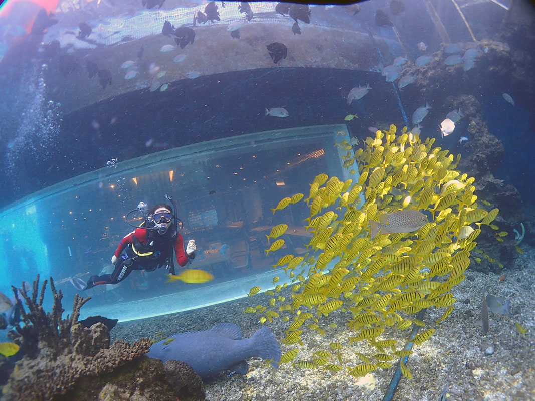 除了俯瞰大地的飛翔，還有潛入海底的翱翔。