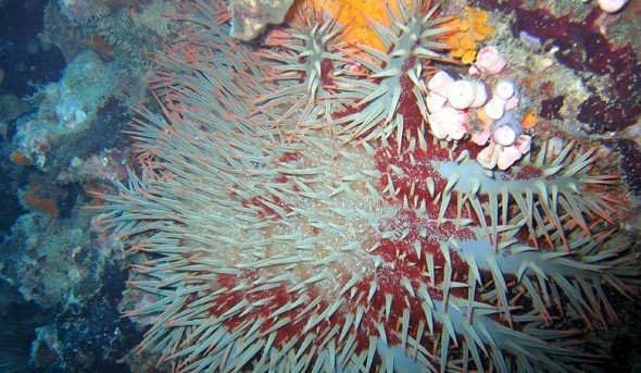 水下被海洋生物傷害到了該怎么辦？