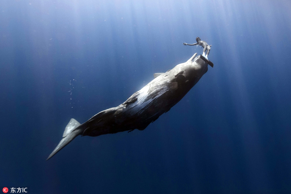 抹香鯨把潛水員當沙灘球玩